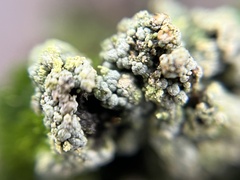 Trapeliopsis granulosa