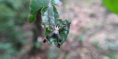 Argiope dang