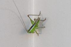 Conocephalus semivittatus