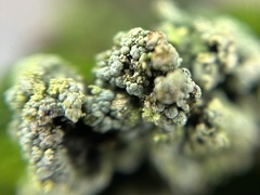 Trapeliopsis granulosa