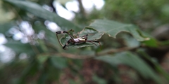 Argiope dang