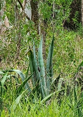 Agave