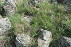 Orthochilus foliosus