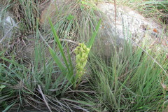 Orthochilus foliosus