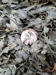 Thaxterogaster porphyropus