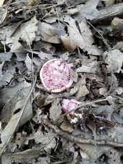 Thaxterogaster porphyropus