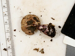 Thaxterogaster porphyropus