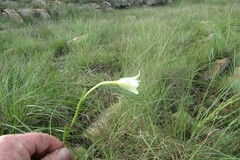 Gladiolus longicollis