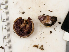 Thaxterogaster porphyropus