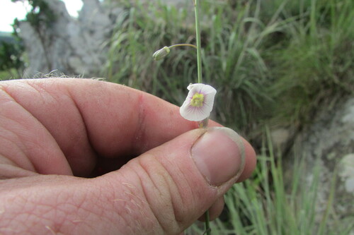 Image of Heliophila rigidiuscula by (c) James Deacon, some rights reserved (CC BY-SA)