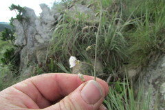 Heliophila rigidiuscula