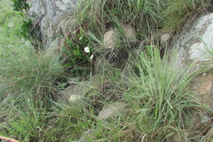 Heliophila rigidiuscula