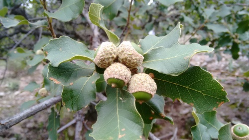 Quercus potosina
