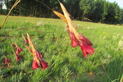 Dierama