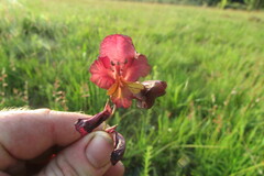 Gladiolus woodii