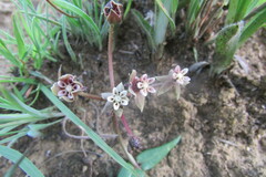 Asclepias multicaulis