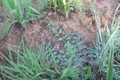 Asclepias multicaulis