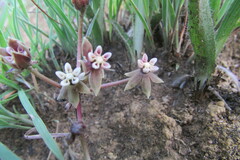 Asclepias multicaulis