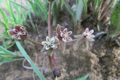 Asclepias multicaulis