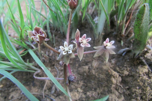 Image of Asclepias multicaulis by (c) James Deacon, some rights reserved (CC BY-SA)