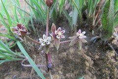 Asclepias multicaulis