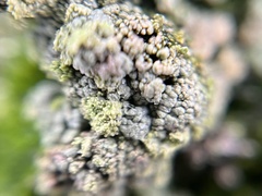 Trapeliopsis granulosa