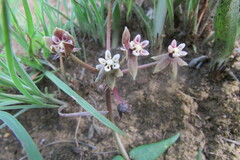 Asclepias multicaulis