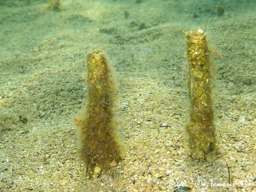 Representative image of Chaetopterus variopedatus