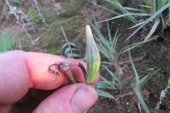 Asclepias multicaulis