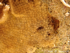 Cryptosula pallasiana