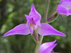 Cephalanthera rubra
