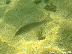 Dicentrarchus labrax