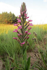 Disa stachyoides