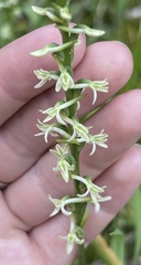 Platanthera transversa