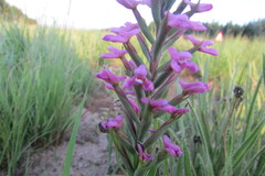 Disa stachyoides