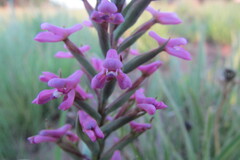 Disa stachyoides