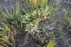 Psammotropha myriantha