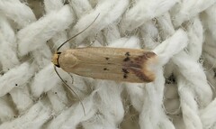 Tachystola hemisema