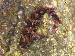 Lipophrys trigloides