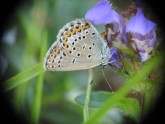 Plebejus idas