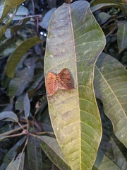 Arhopala