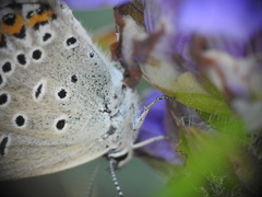 Plebejus idas