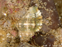 Ocinebrina