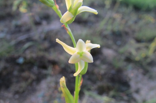 Image of Bigtoe Daintybells (Dipcadi gracillimum) by (c) James Deacon, some rights reserved (CC BY-SA)