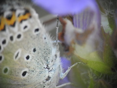 Plebejus idas