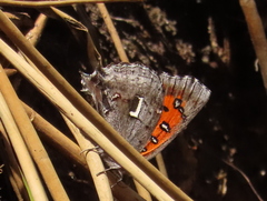 Phasis clavum clavum