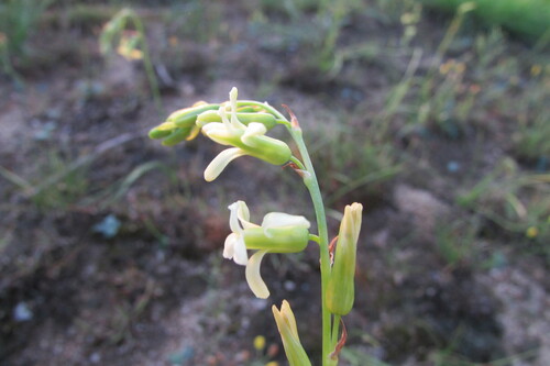 Image of Bigtoe Daintybells (Dipcadi gracillimum) by (c) James Deacon, some rights reserved (CC BY-SA)