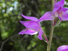 Cephalanthera rubra