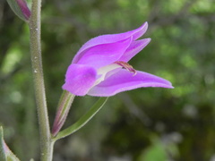 Cephalanthera rubra