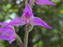 Cephalanthera rubra